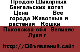 Продаю Шикарных Бенгальских котят › Цена ­ 17 000 - Все города Животные и растения » Кошки   . Псковская обл.,Великие Луки г.